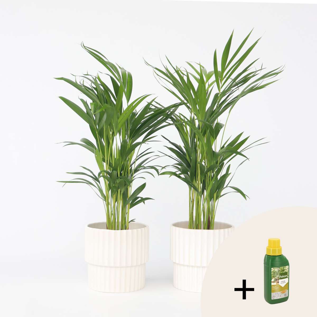 Dypsis Lutescens - 2er-Set - Inklusive Pflanzennahrung