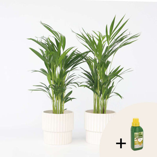 Dypsis Lutescens - 2er-Set - Inklusive Pflanzennahrung