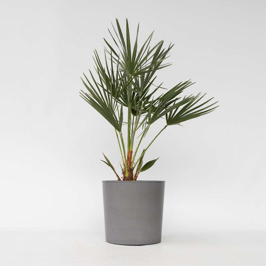 Chamaerops humilis - Europäische Zwergpalme