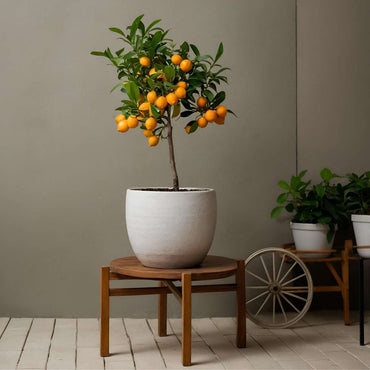 Citrus Calamondin - Zitrusbaum