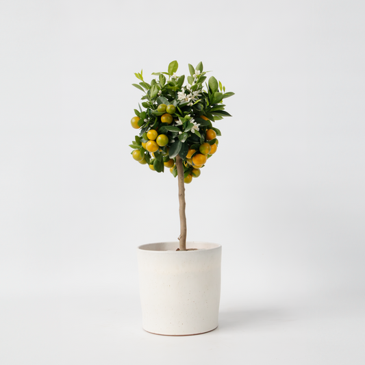 Citrus Calamondin - Zitrusbaum