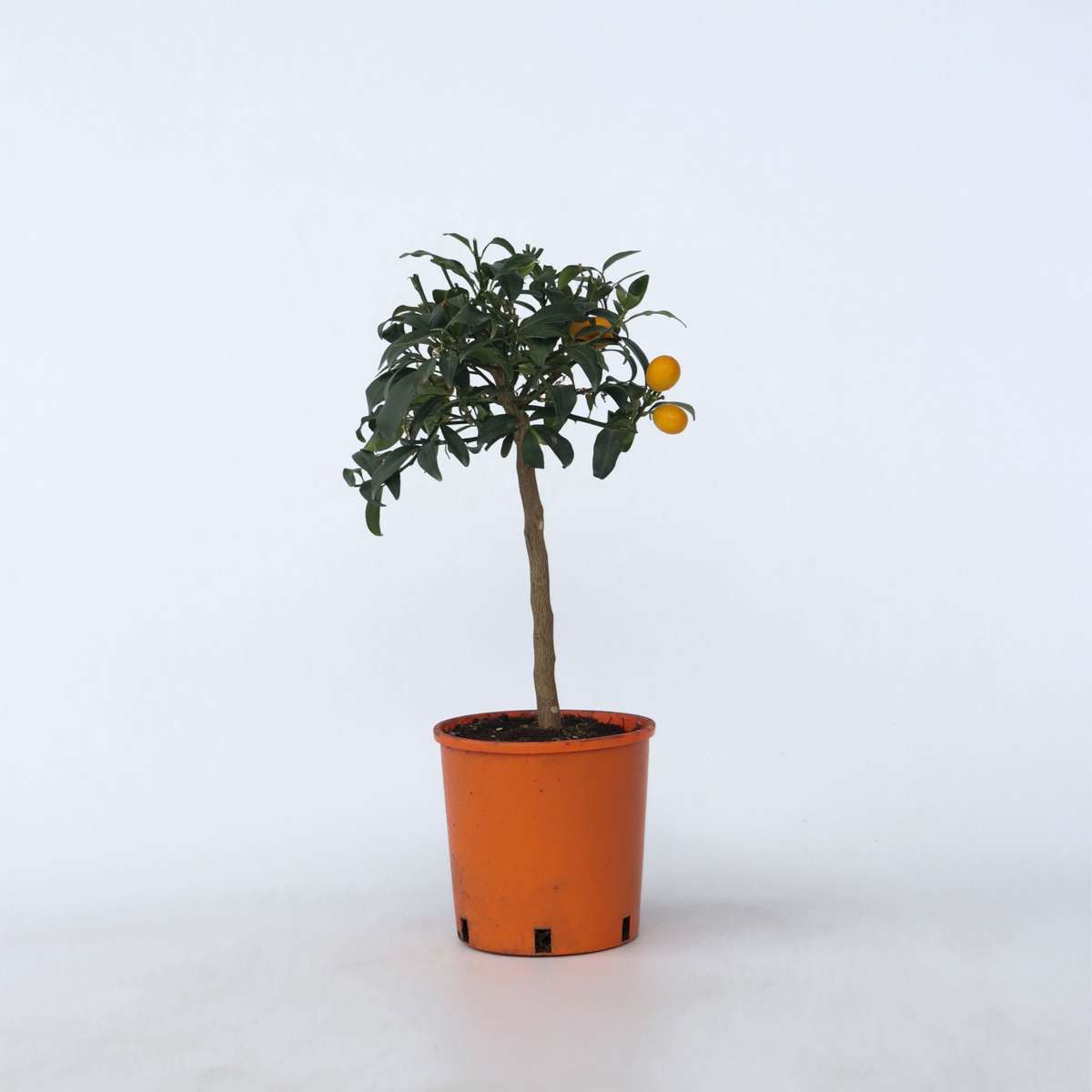 Citrus Kumquat - Set van 2 - Citroenboom