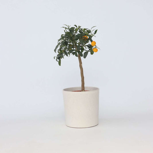 Citrus Kumquat - Set van 2 - Citroenboom