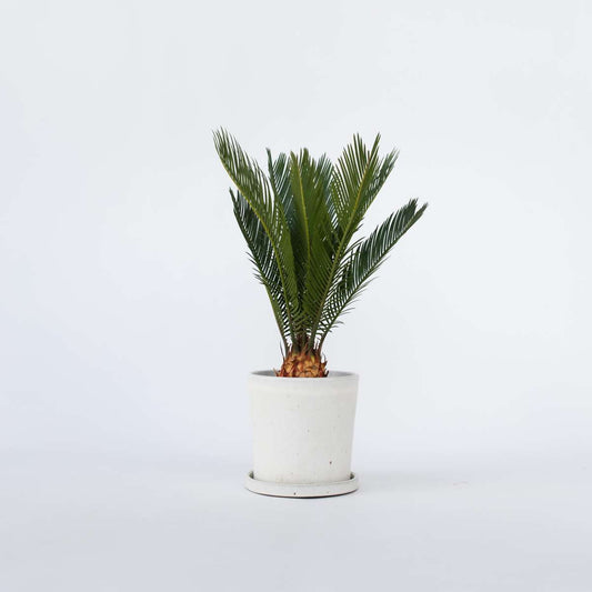 Cycas Revoluta - Farnpalme
