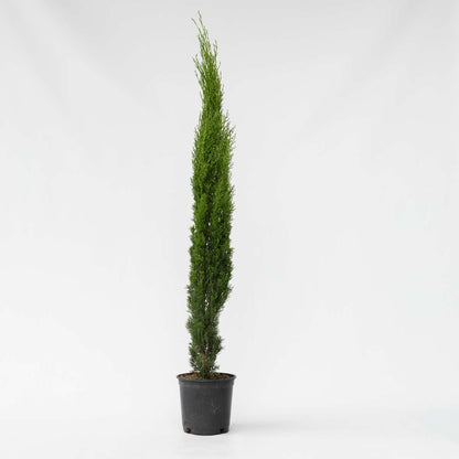 Cupressus sempervirens – Toskanische Zypresse