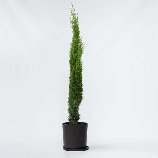Cupressus sempervirens – Toskanische Zypresse