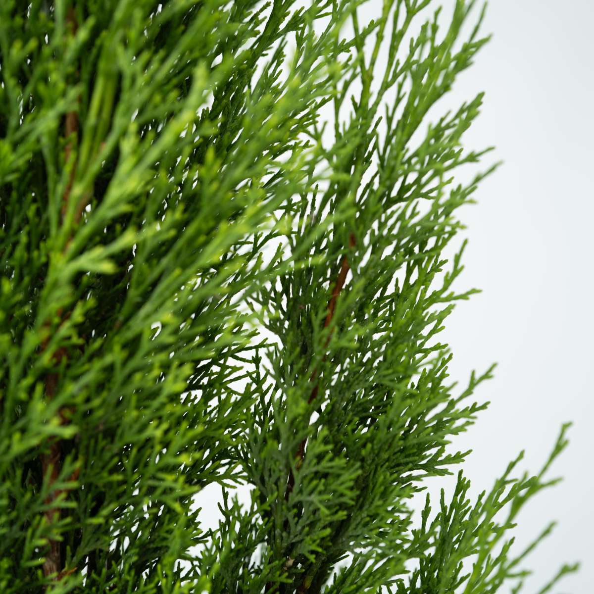 Cupressus sempervirens – 2er-Set – Toskanische Zypresse