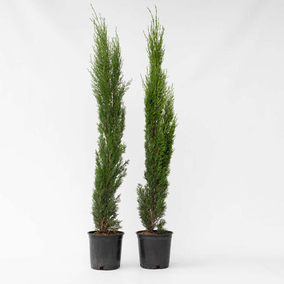 Cupressus sempervirens – 2er-Set – Toskanische Zypresse