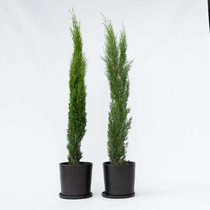 Cupressus sempervirens – 2er-Set – Toskanische Zypresse
