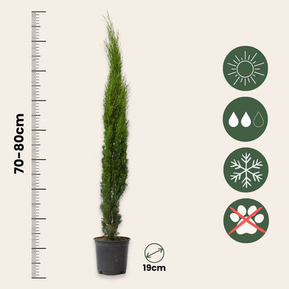 Cupressus sempervirens – 2er-Set – Toskanische Zypresse