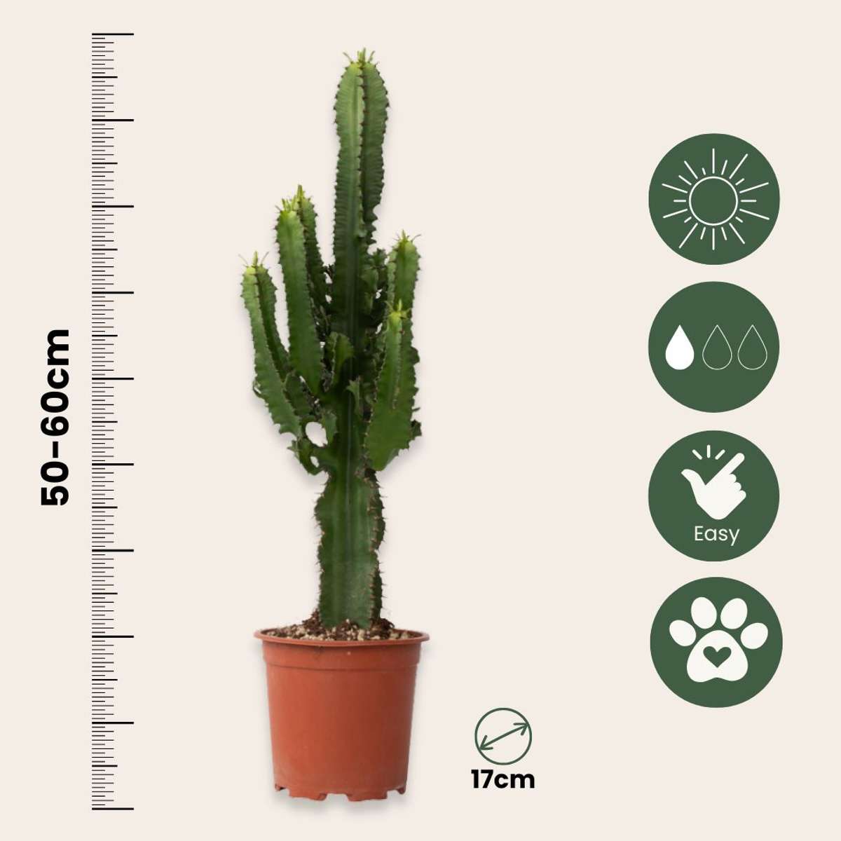 Euphorbia Ingens - Cowboycactus