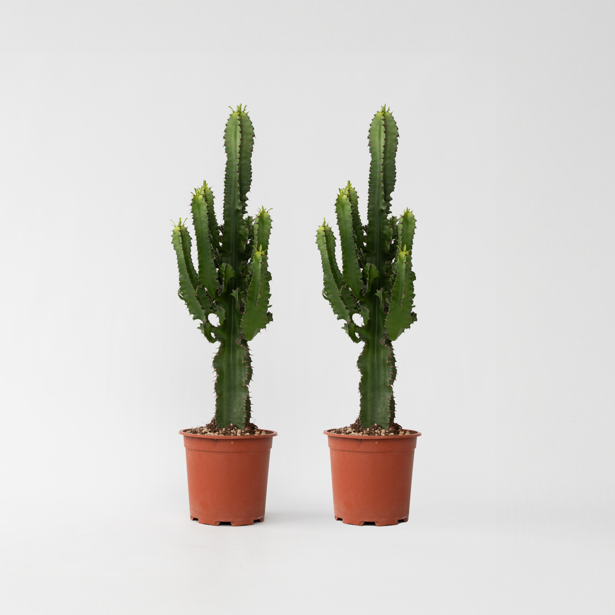 Euphorbia Eritrea - 2er-Set - Cowboykaktus
