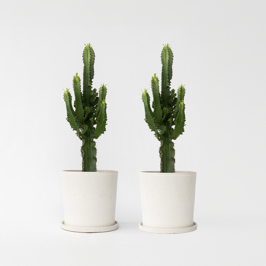 Euphorbia Eritrea - 2er-Set - Cowboykaktus