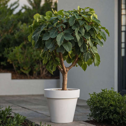 Ficus Carica - 2er-Set - Feigenbaum
