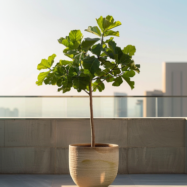 Ficus Carica - Obstbaum - Feigenbaum