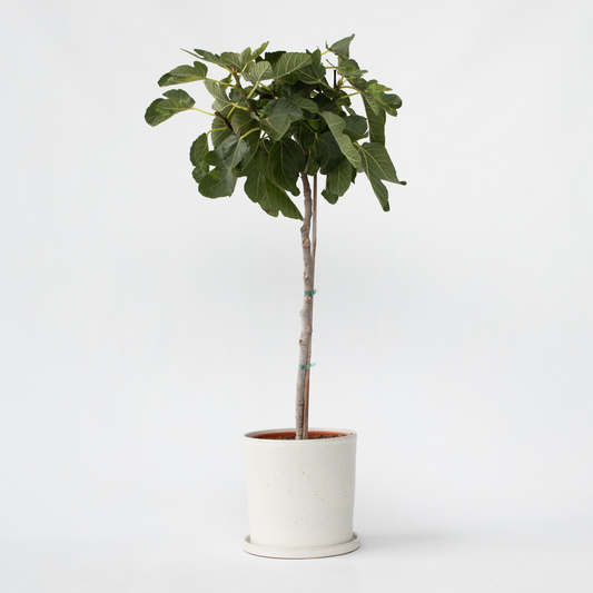 Ficus Carica - Obstbaum - Feigenbaum