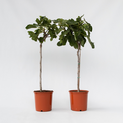 Ficus Carica - 2er-Set - Feigenbaum