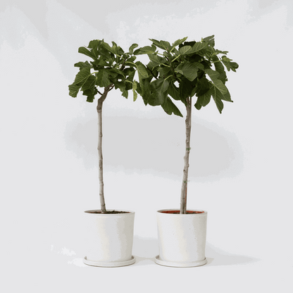 Ficus Carica - 2er-Set - Feigenbaum