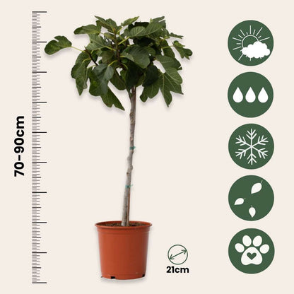 Ficus Carica - 2er-Set - Feigenbaum