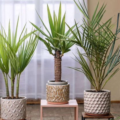 Zimmerpalmen - 6er-Mix - Washingtonia, Yucca, Phoenix