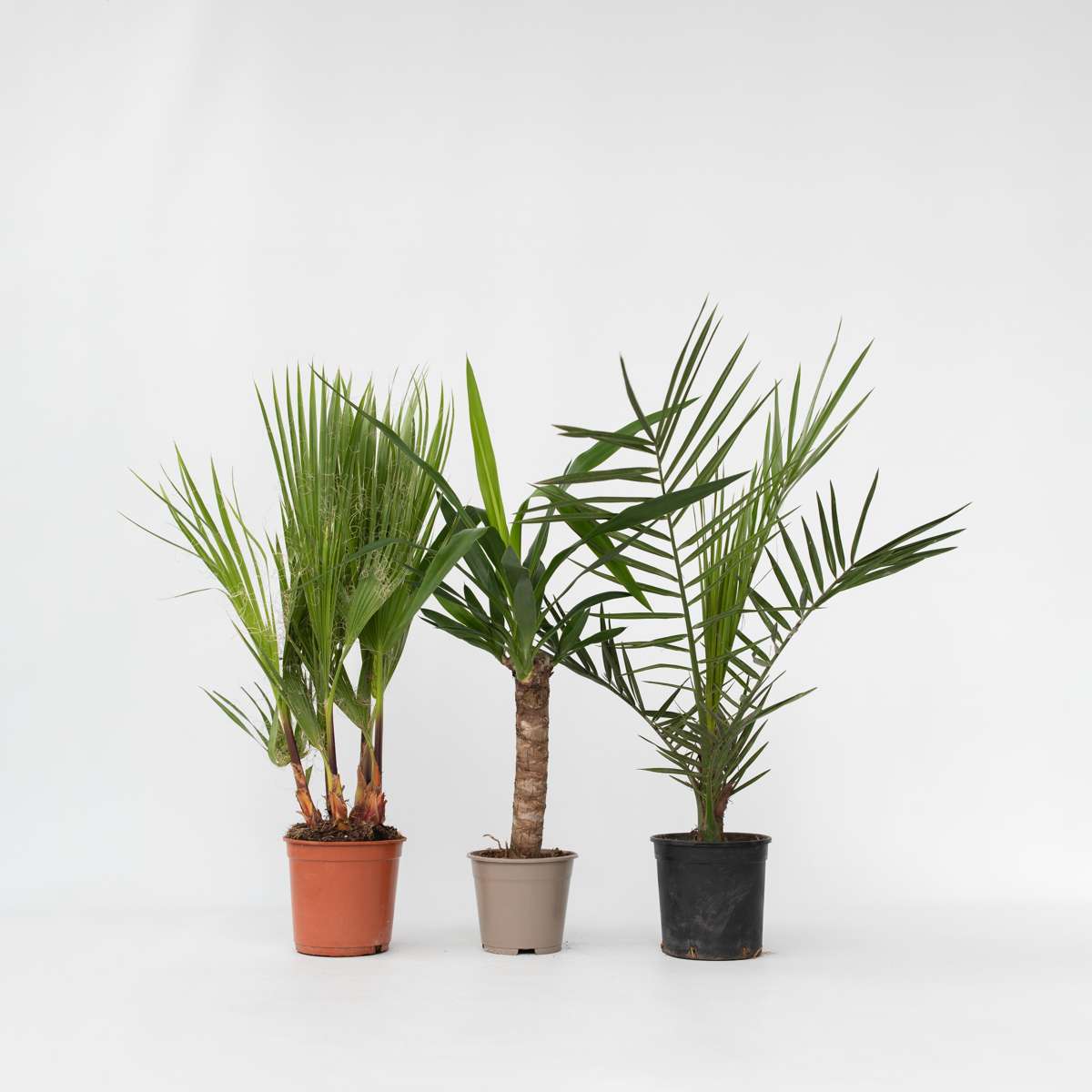 Zimmerpalmen - 3er-Mix - Washingtonia, Yucca, Phoenix