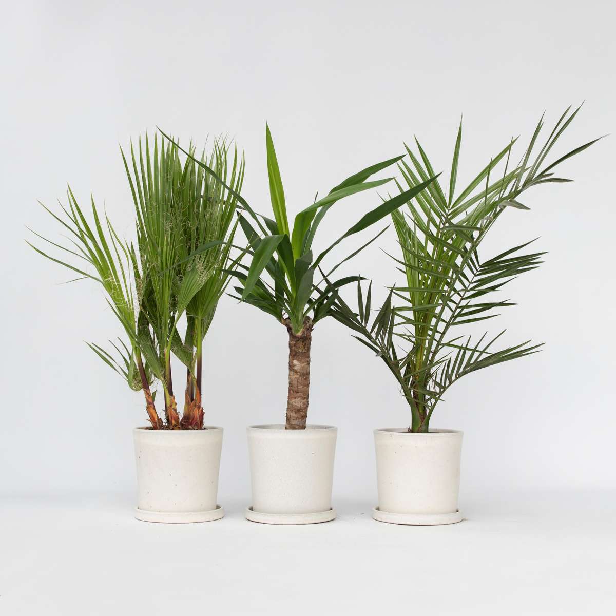 Zimmerpalmen - 3er-Mix - Washingtonia, Yucca, Phoenix