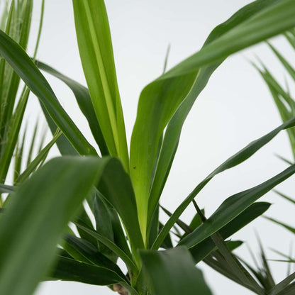 Zimmerpalmen - 6er-Mix - Washingtonia, Yucca, Phoenix
