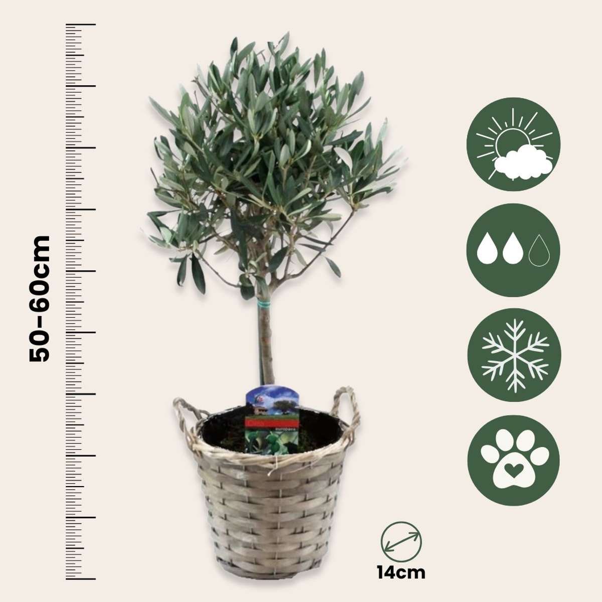Olea Europaea - Set van 2 - Olijfboom stam in mand