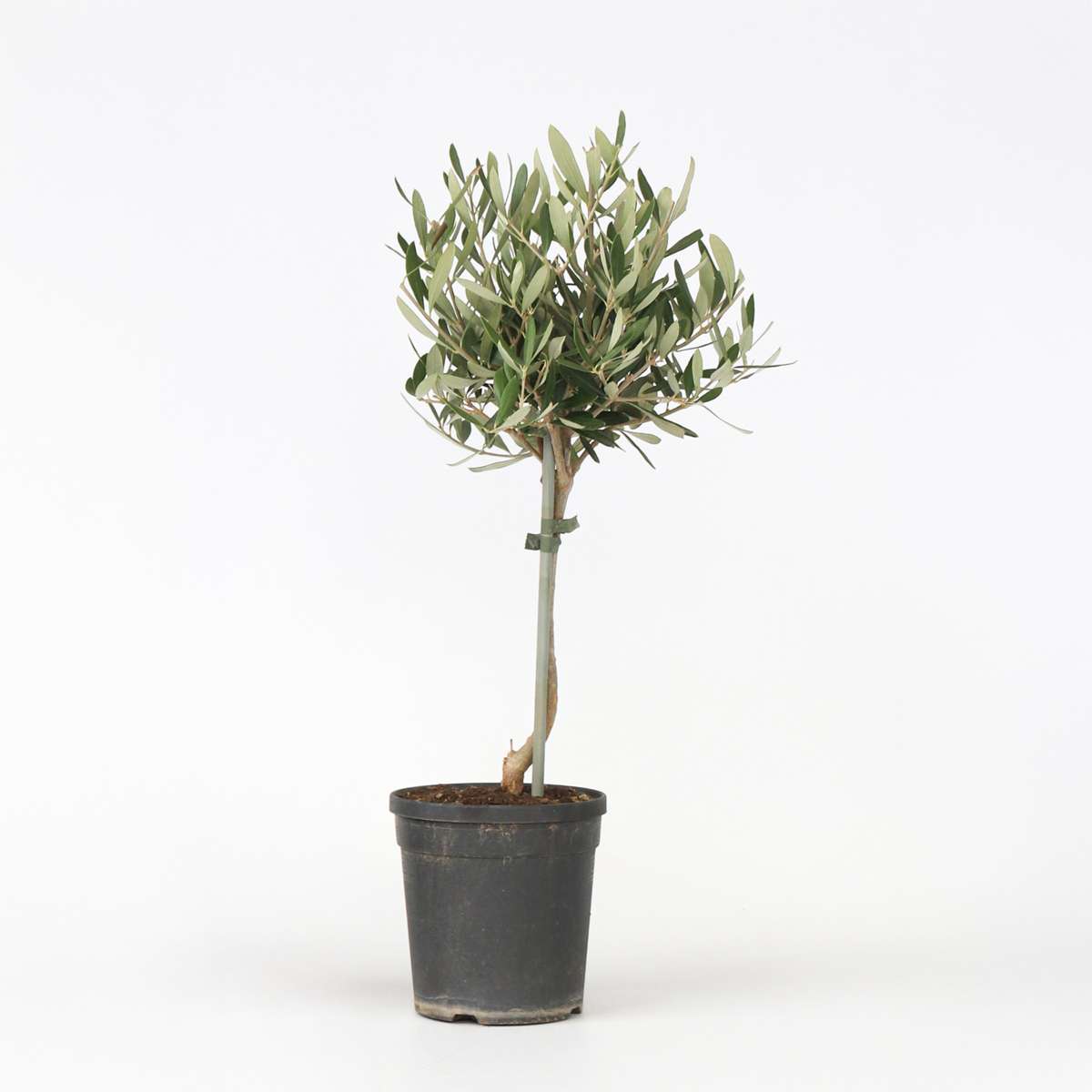 Olea Europaea - Olivenbaum