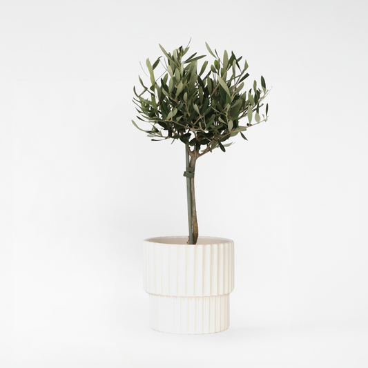 Olea Europaea - Olivenbaum