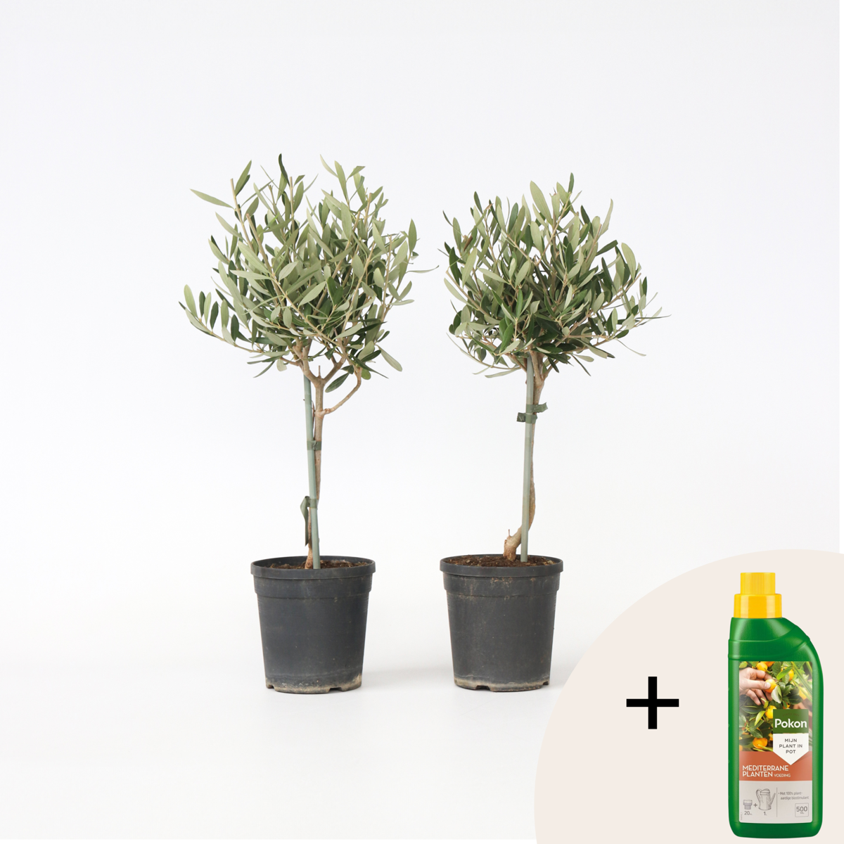 Olea Europaea - Set van 2 - Olijfboom op stam - Met plantenvoeding