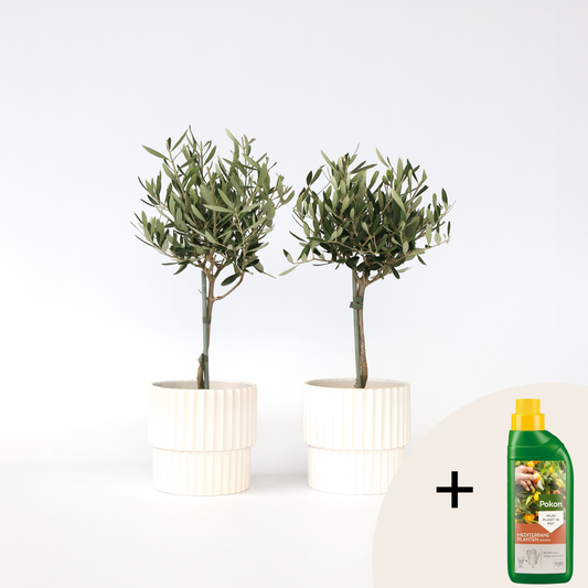 Olea Europaea - Set van 2 - Olijfboom op stam - Met plantenvoeding