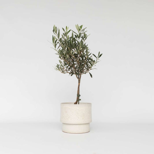 Olea Europaea - Olivenbaum