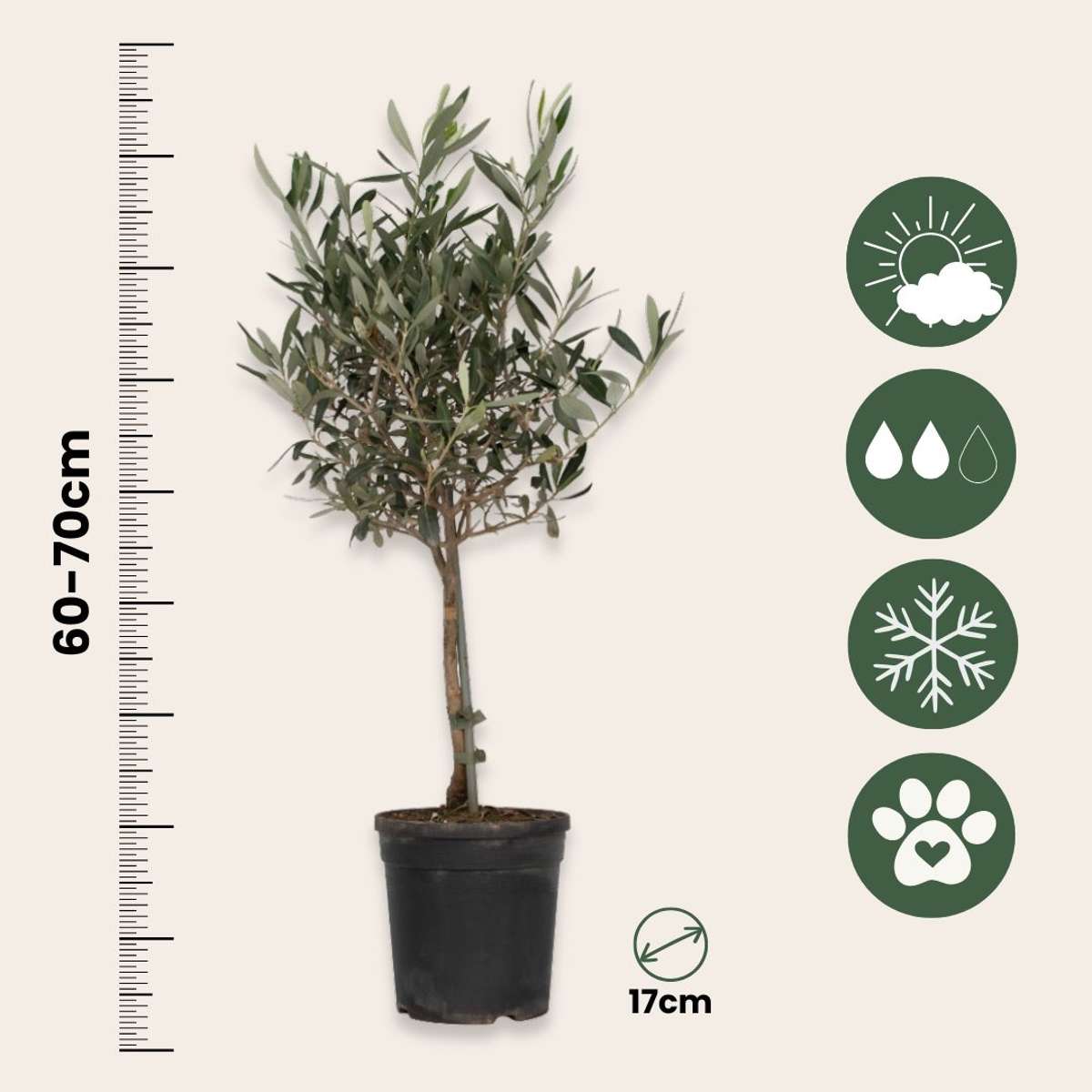 Olea Europaea - Olivenbaum