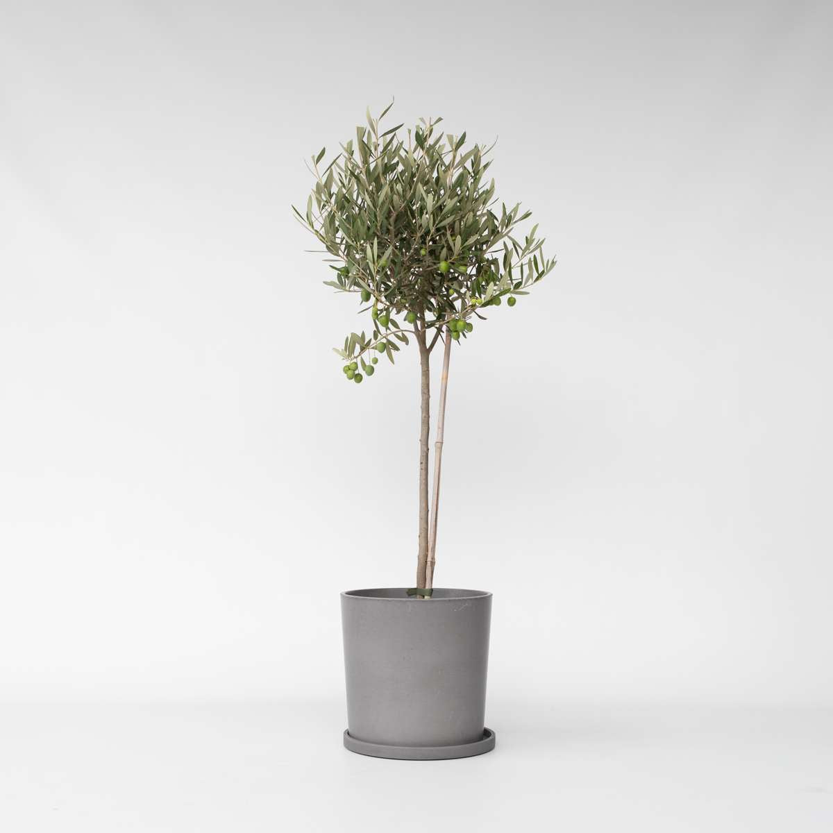 Olea Europaea - Olijfboom