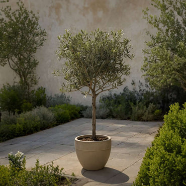 Olea Europaea - Set van 2 - Olijfboom