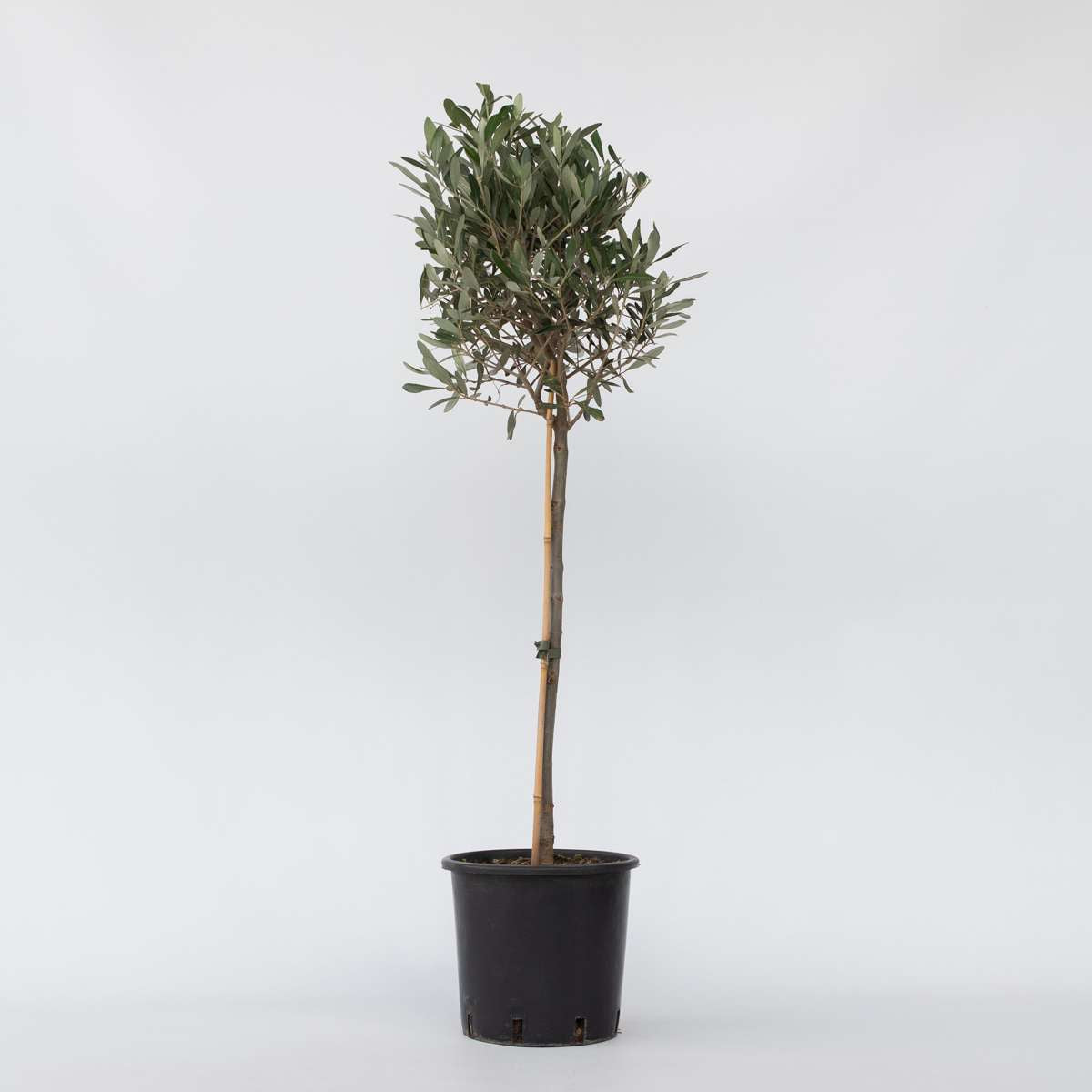 Olea Europaea - Olijfboom