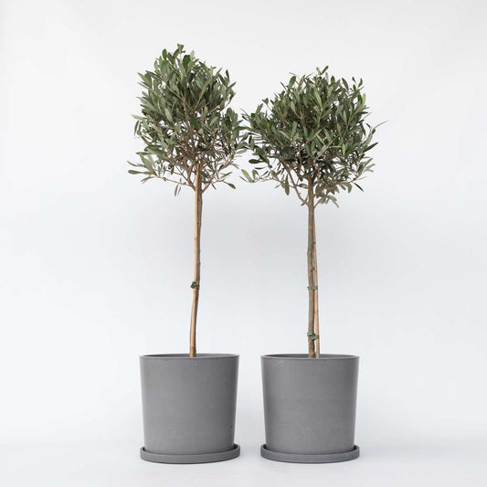 Olea Europaea - Set van 2 - Olijfboom