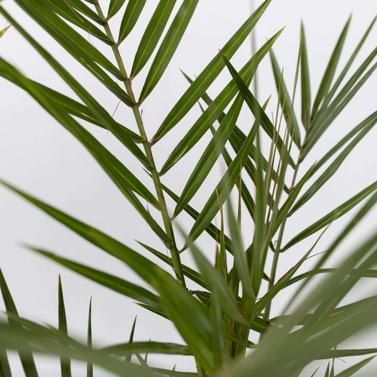 Outdoorpalmen - 3er-Mix - Gartenpalmen
