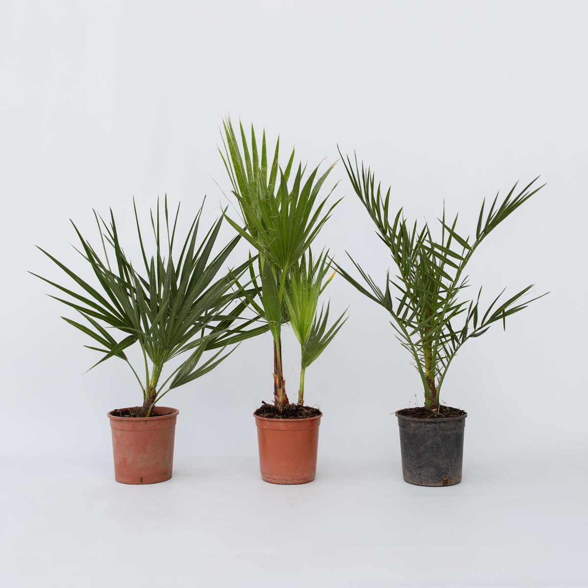 Outdoorpalmen - 3er-Mix - Gartenpalmen