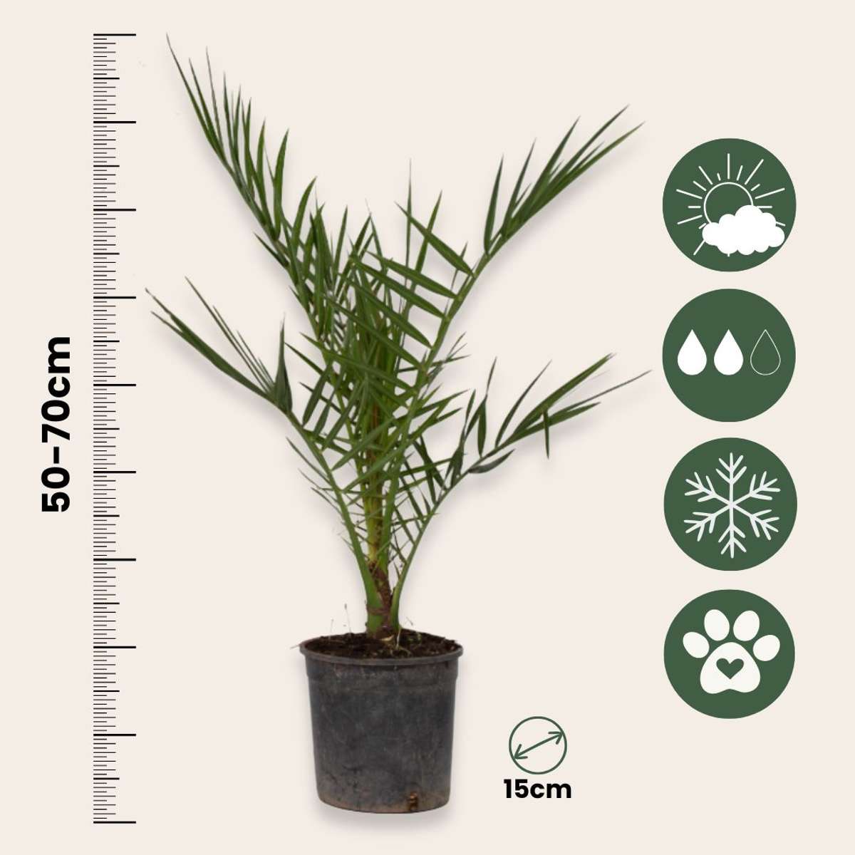 Outdoorpalmen - 3er-Mix - Gartenpalmen
