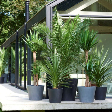 Tuinpalmen - Mix van 6 planten
