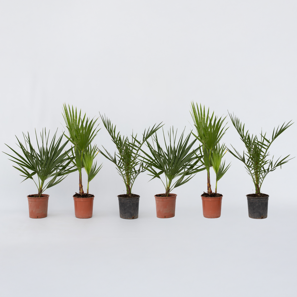 Tuinpalmen - Mix van 6 planten