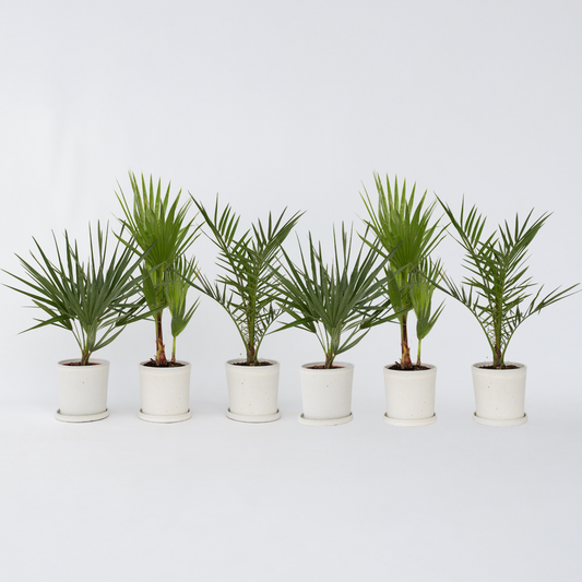 Tuinpalmen - Mix van 6 planten