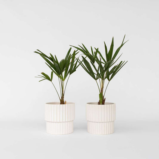 Trachycarpus Fortunei - 2er-Set - Fächerpalme