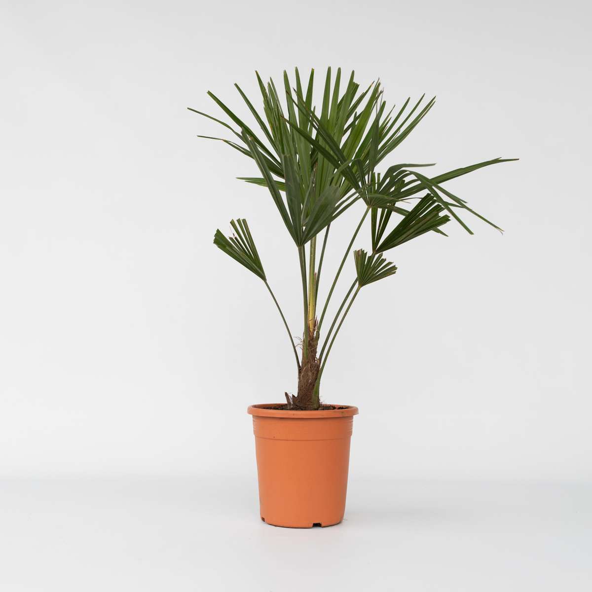 Trachycarpus Fortunei - Fächerpalme