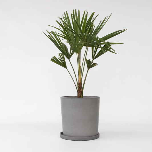 Trachycarpus Fortunei - Fächerpalme