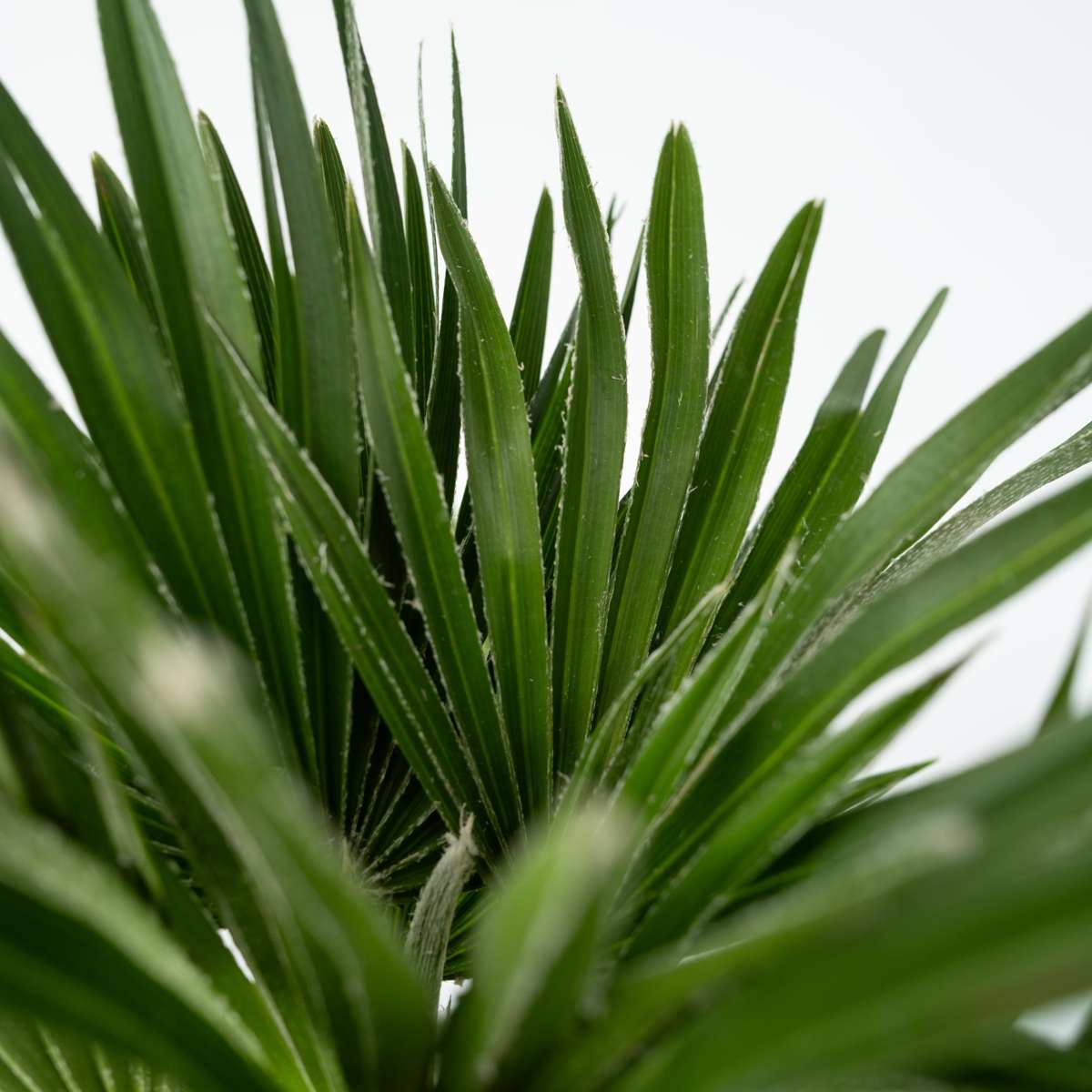 Chamaerops 'Vulcano' - Zwergpalme