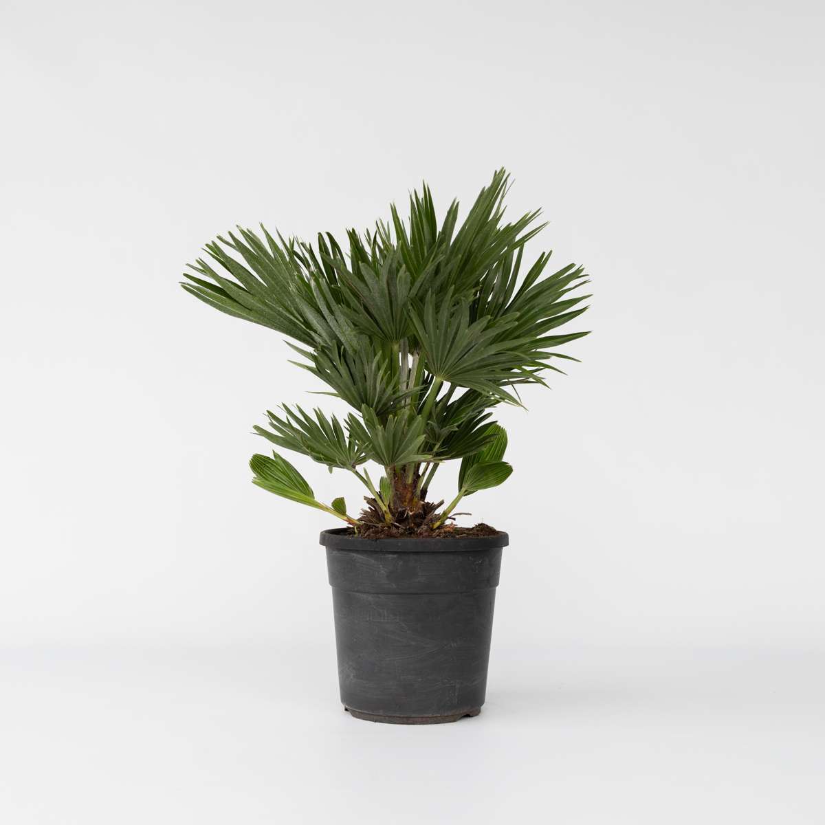 Chamaerops 'Vulcano' - Zwergpalme