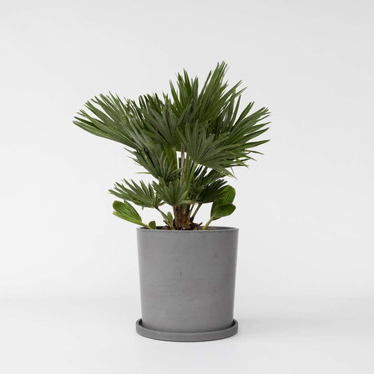 Chamaerops 'Vulcano' - Zwergpalme